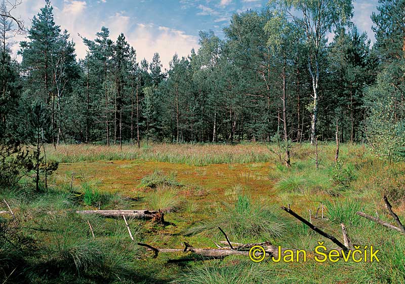 Photo of rašeliniště Široké blato peat bog  Nature reserve